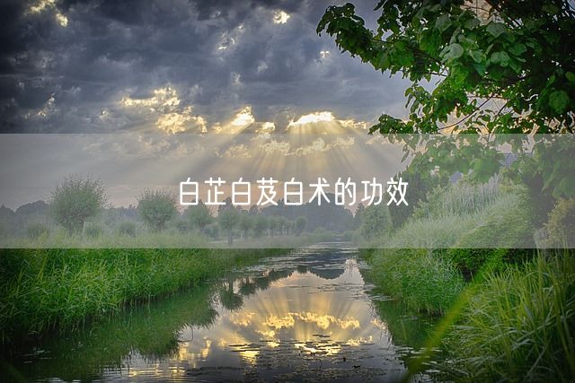 白芷白芨白术的功效(图1)